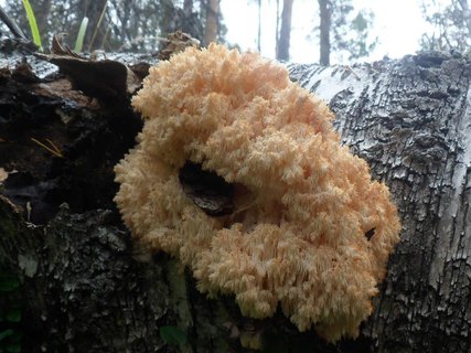 Hericium coralloides
