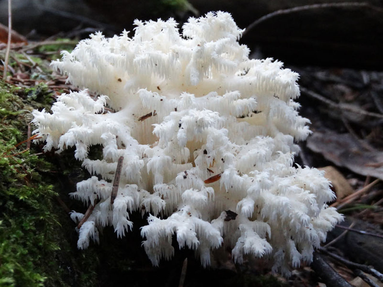 Hericium coralloides