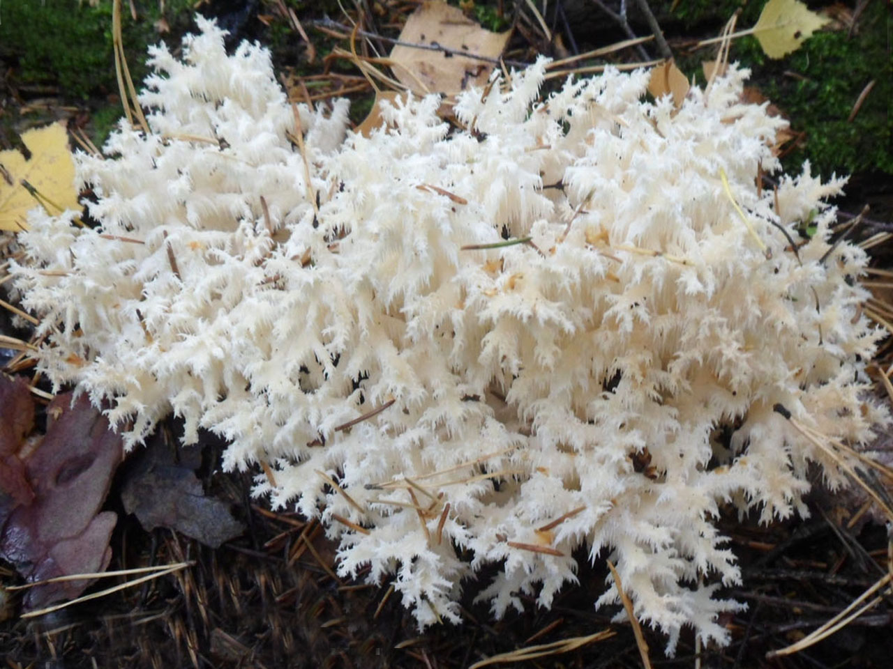 Hericium coralloides