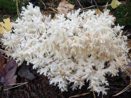 Hericium coralloides