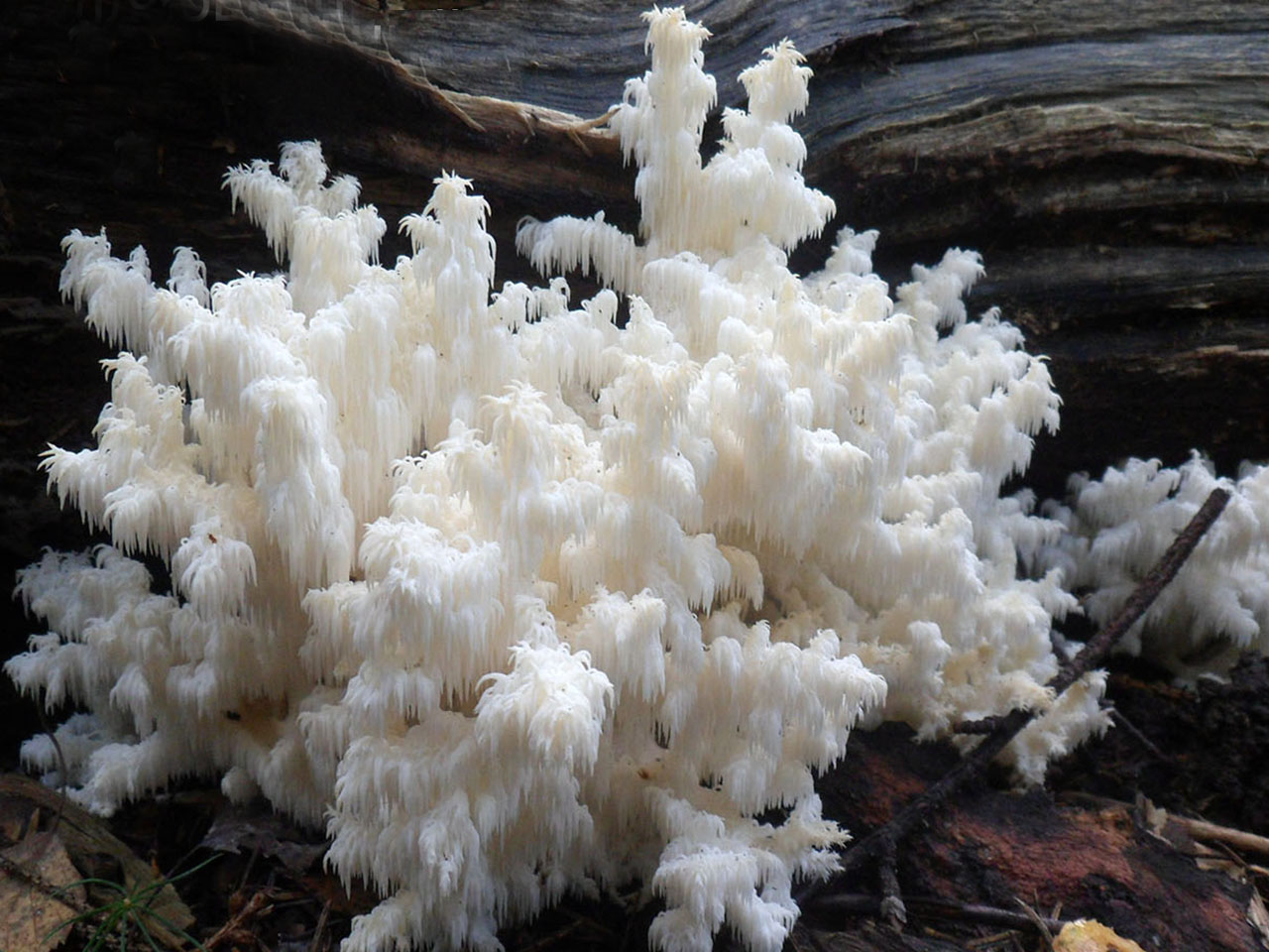 Hericium coralloides