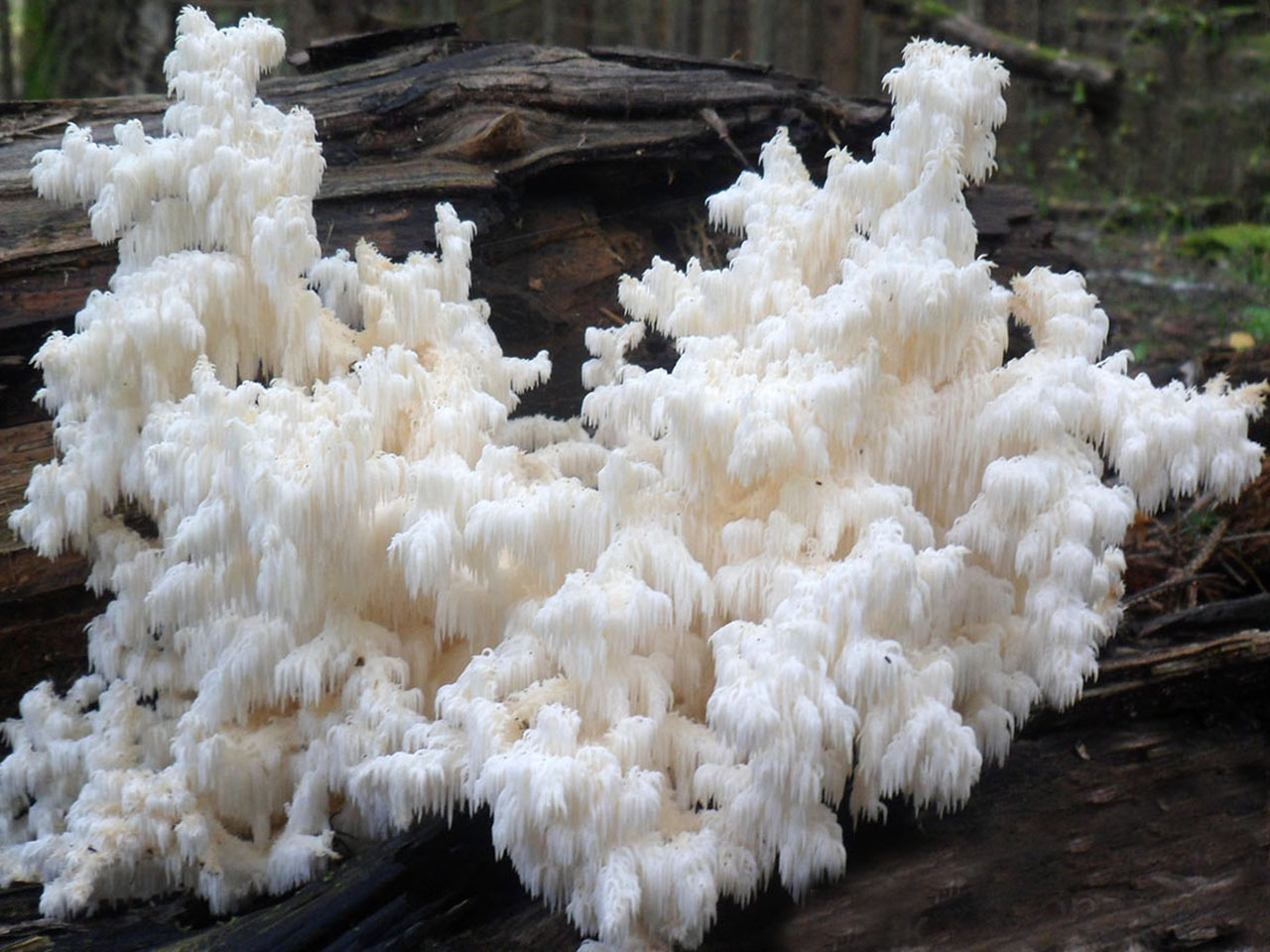 Hericium coralloides