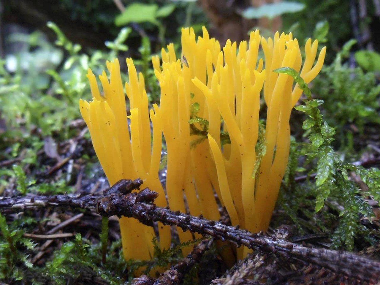 Calocera viscosa