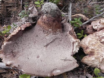 Sarcodon imbricatus