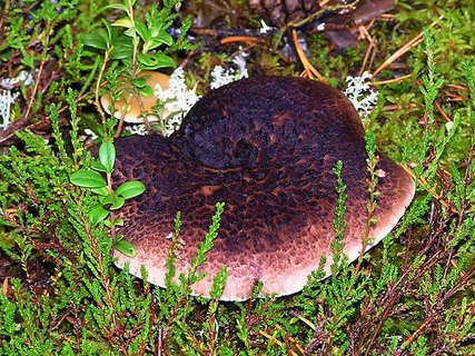 Sarcodon imbricatus