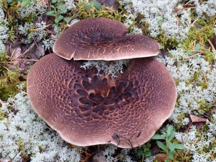 Sarcodon imbricatus