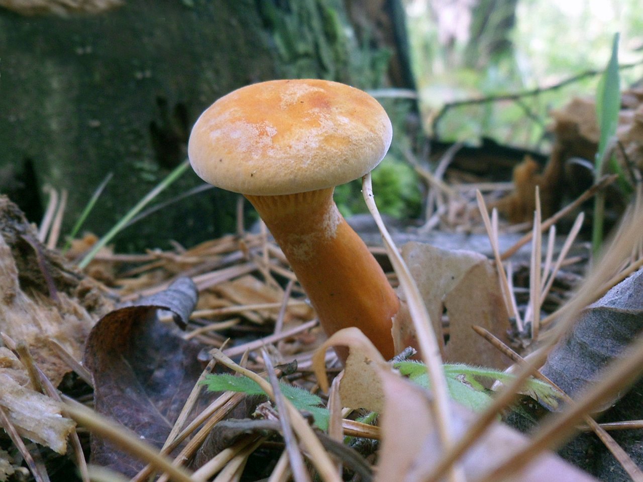 Hygrophoropsis aurantiaca