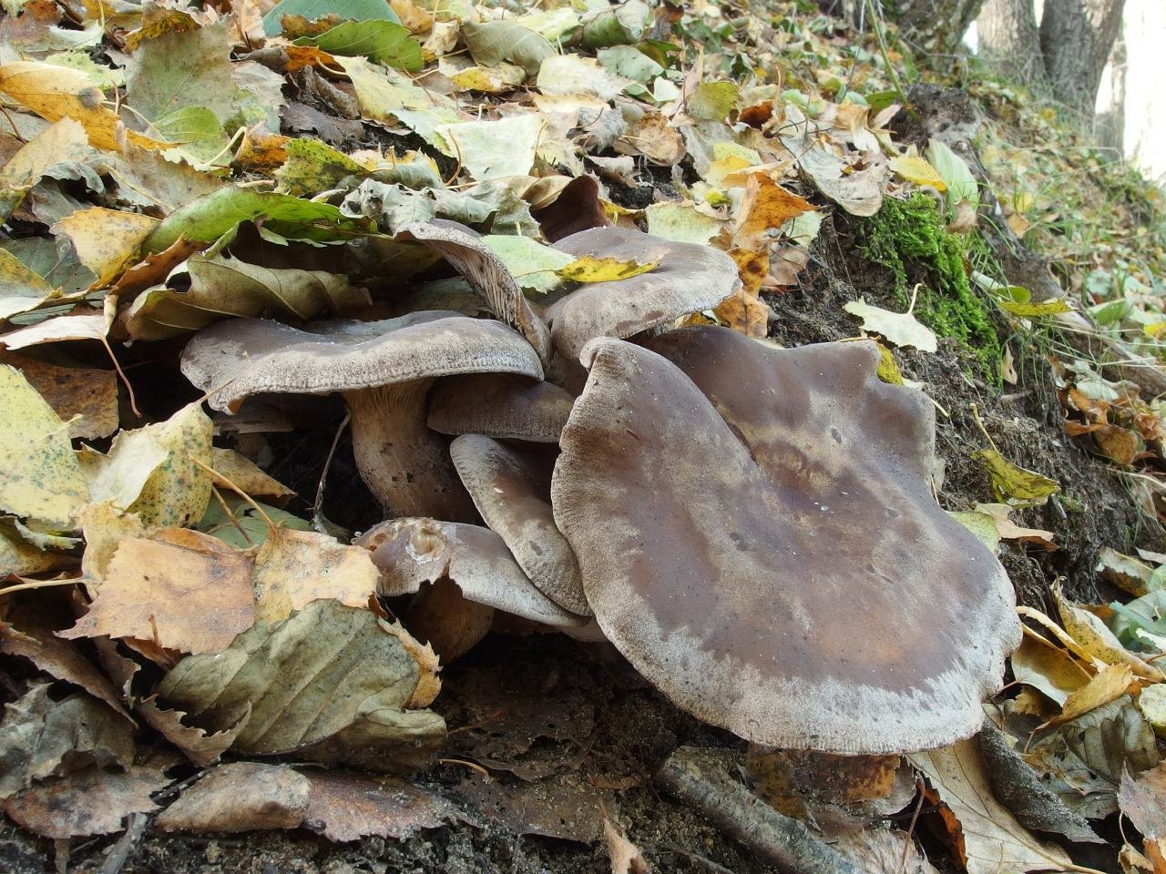 Clitocybe rivulosa