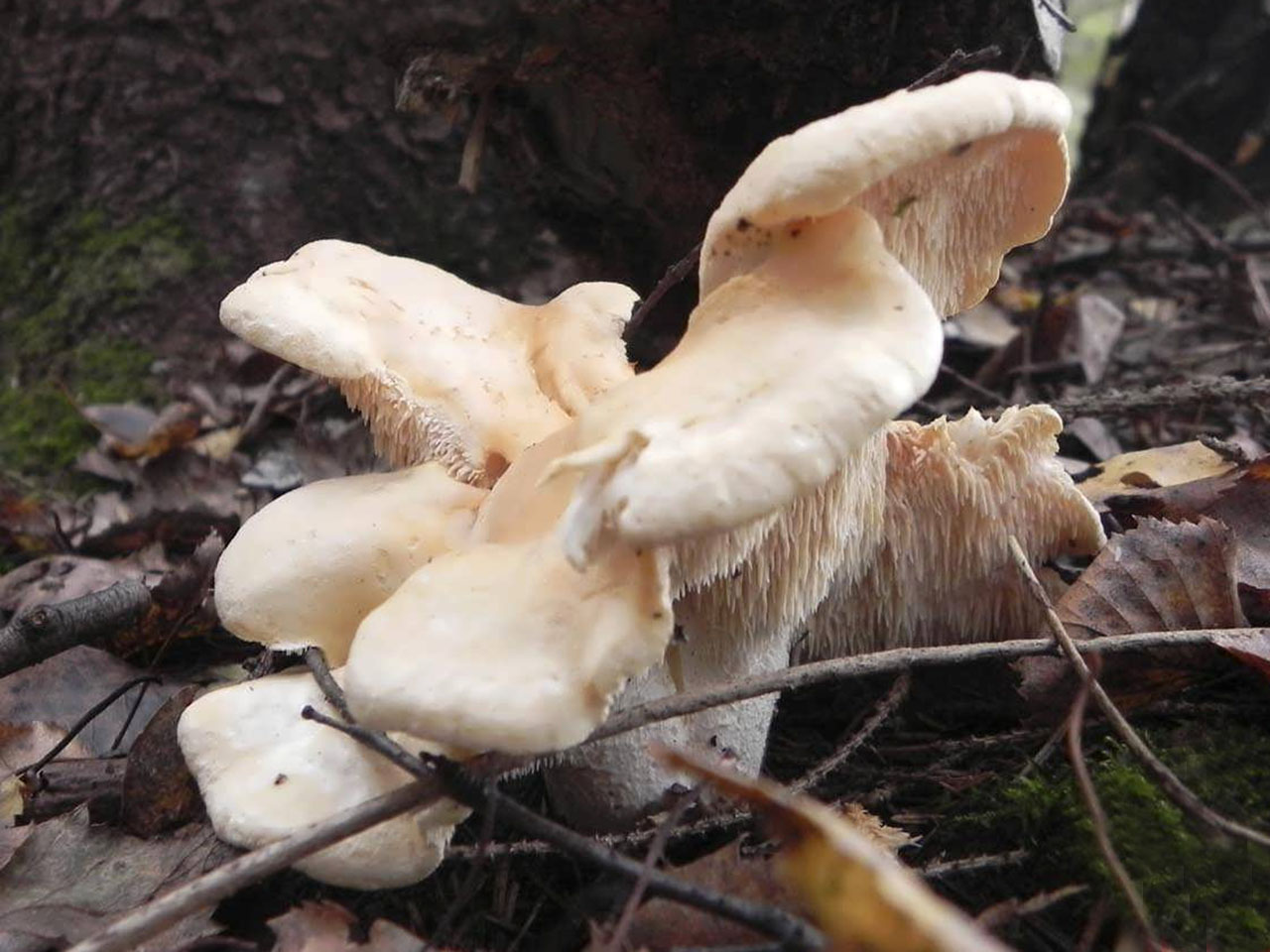 Hydnum repandum