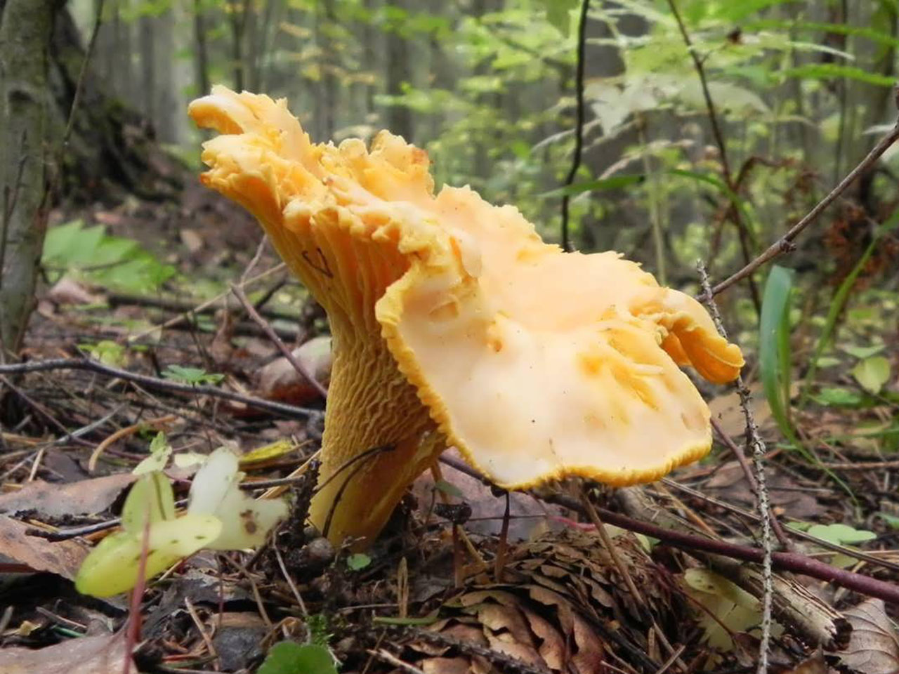 Cantharellus cibarius