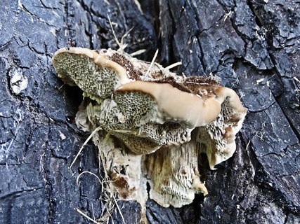 Trametes trogii