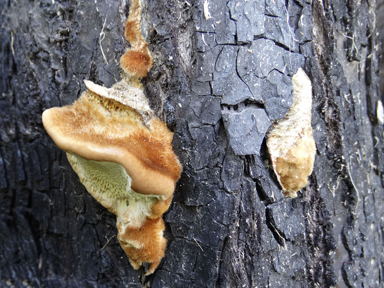 Trametes trogii