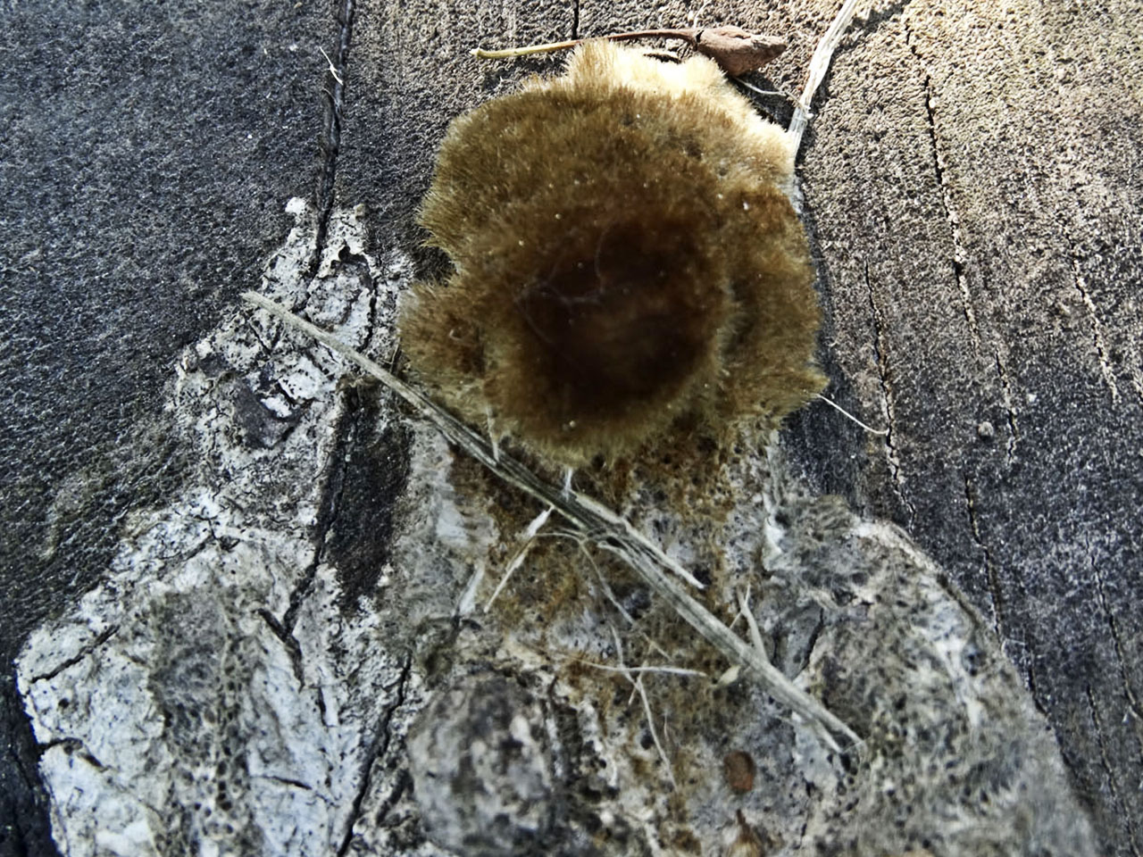 Trametes trogii