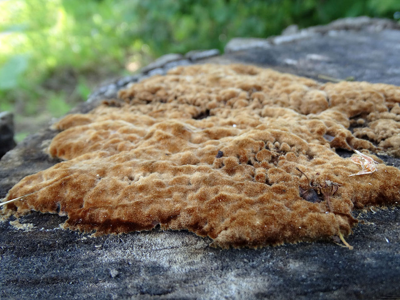 Trametes trogii