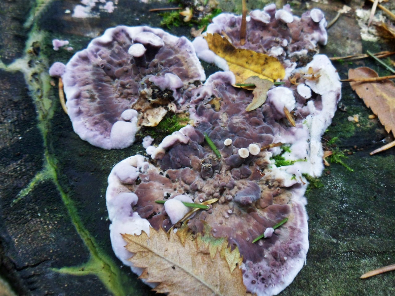 Chondrostereum рurpureum