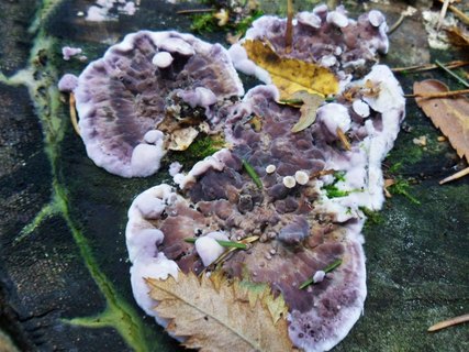 Chondrostereum рurpureum