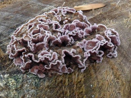 Chondrostereum рurpureum