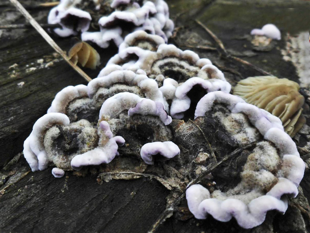Chondrostereum рurpureum