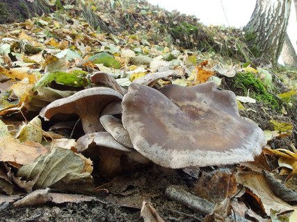 Clitocybe rivulosa