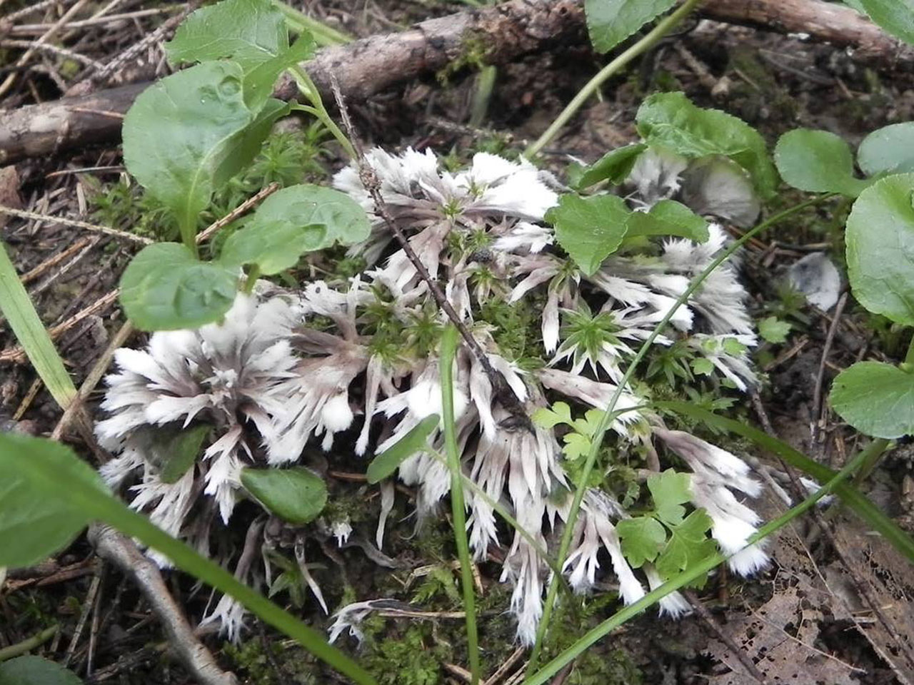 Thelephora penicillata