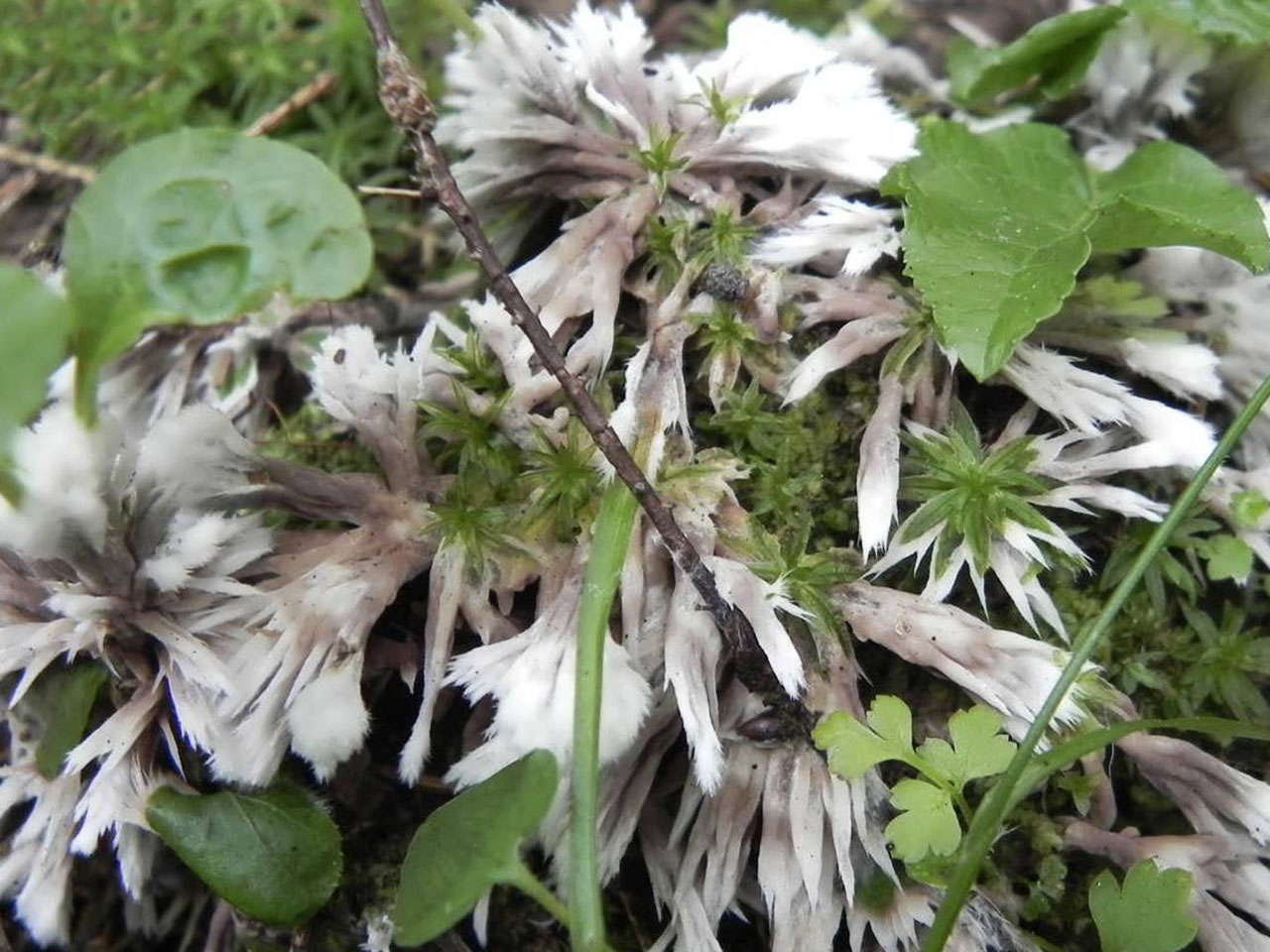 Thelephora penicillata