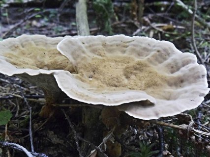 Onnia tomentosa