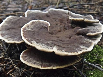 Onnia tomentosa