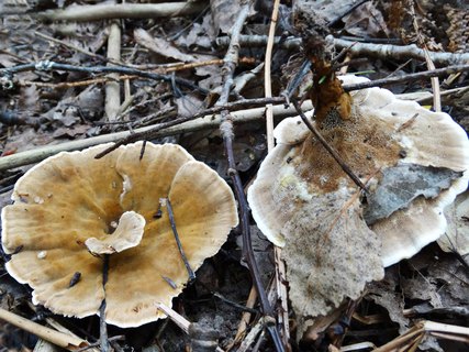 Onnia tomentosa