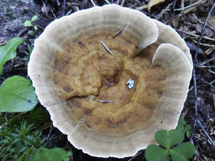 Onnia tomentosa