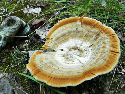 Coltricia perennis
