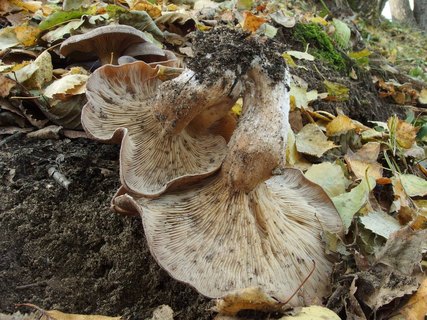 Clitocybe rivulosa