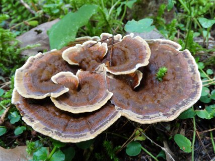 Coltricia perennis