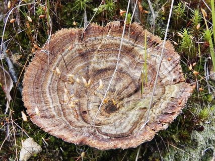 Coltricia perennis