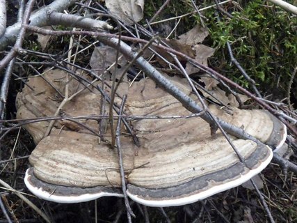 Ganoderma applanatum