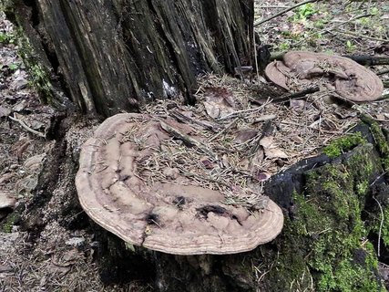 Ganoderma applanatum