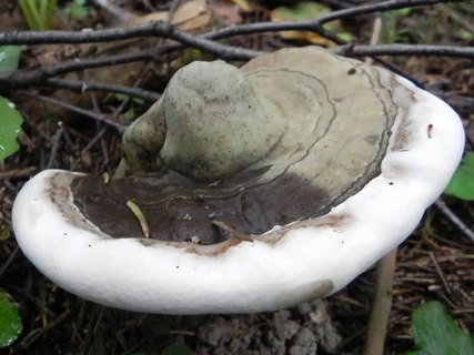 Ganoderma applanatum