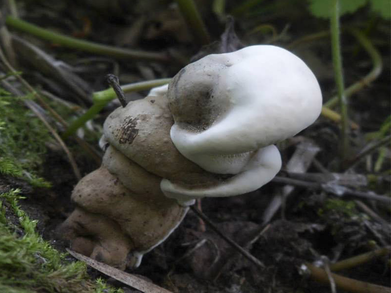 Ganoderma applanatum