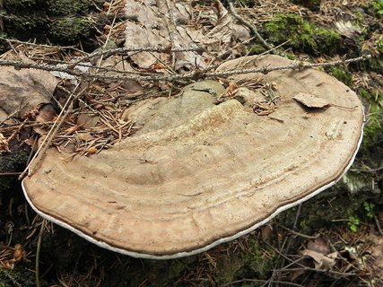 Ganoderma applanatum