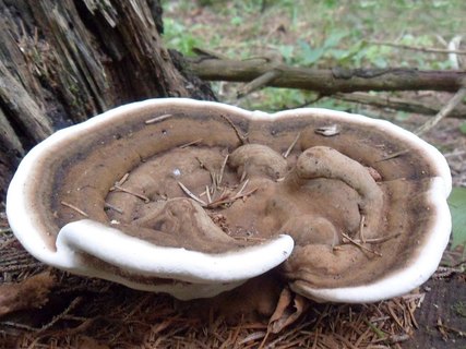 Ganoderma applanatum