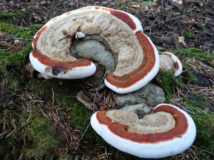 Ganoderma applanatum