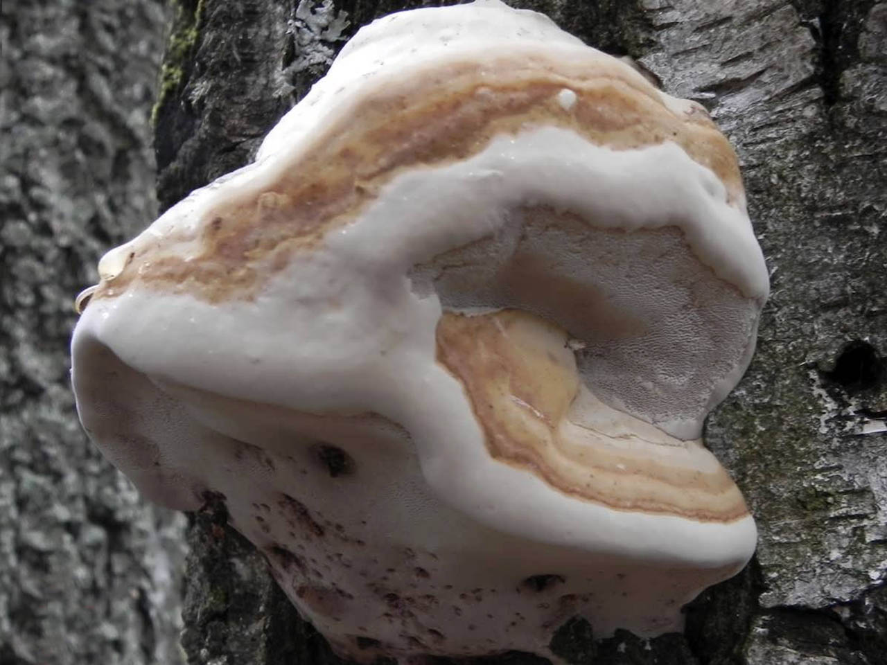 Fomes fomentarius
