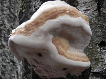 Fomes fomentarius