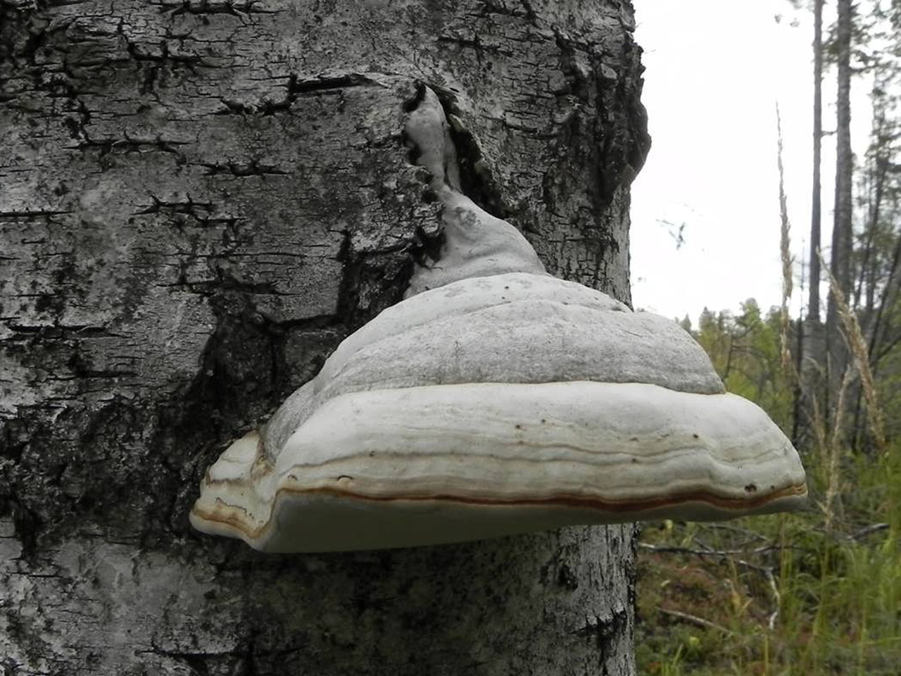 Fomes fomentarius