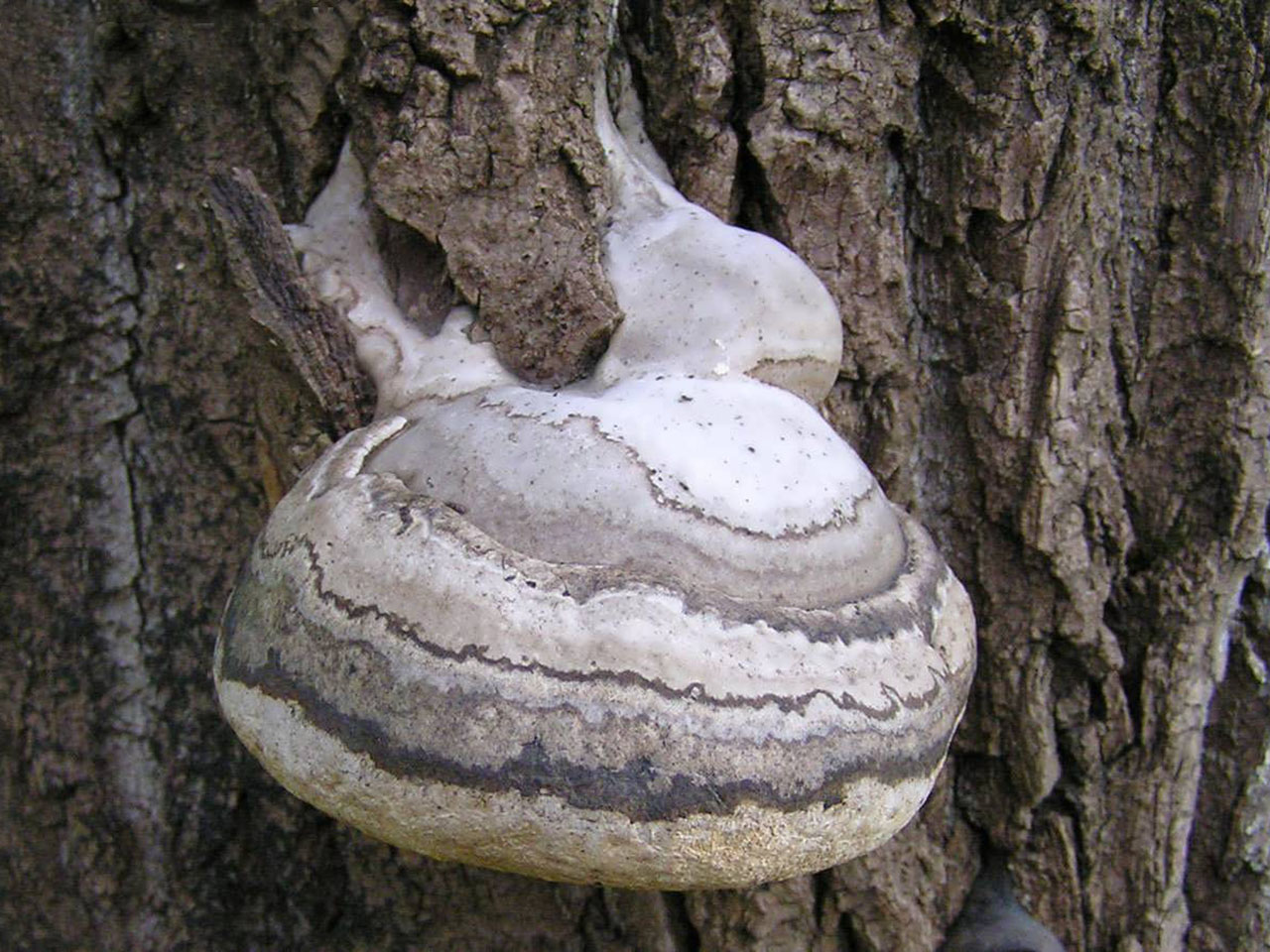 Fomes fomentarius