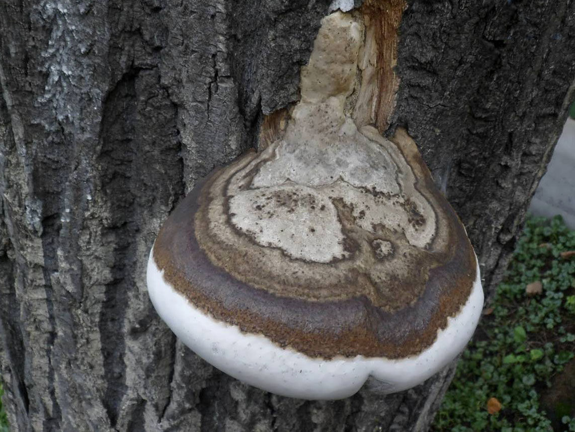 Fomes fomentarius