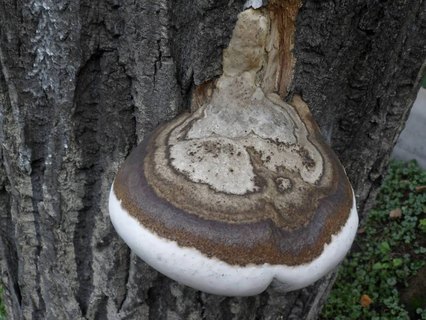 Fomes fomentarius