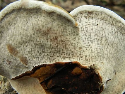 Fomes fomentarius