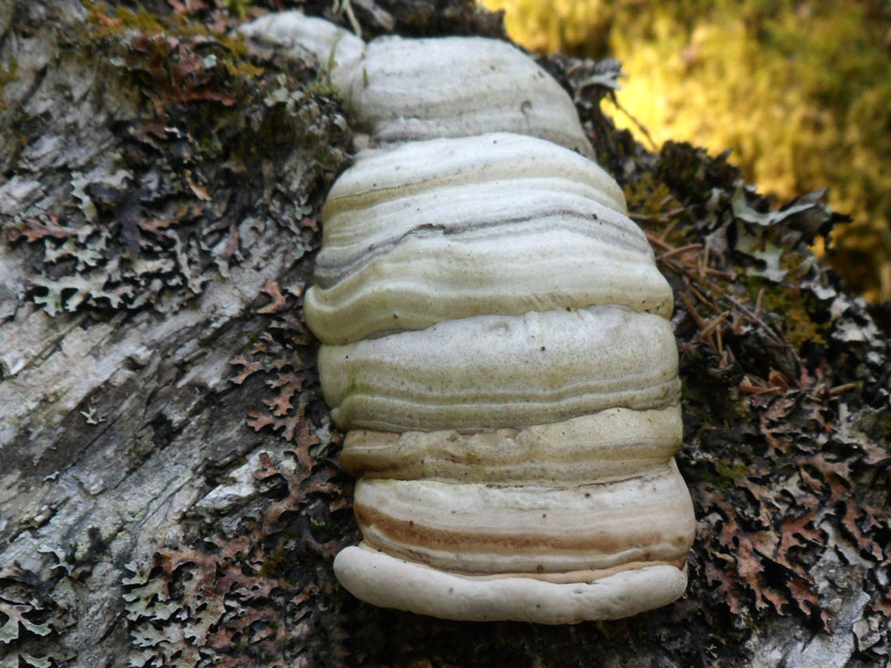Fomes fomentarius