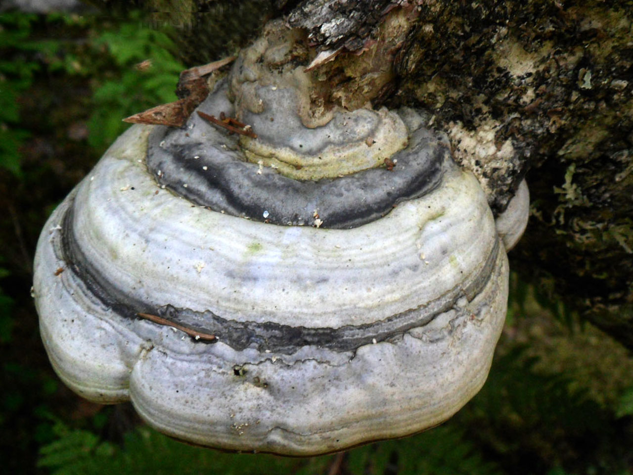 Fomes fomentarius