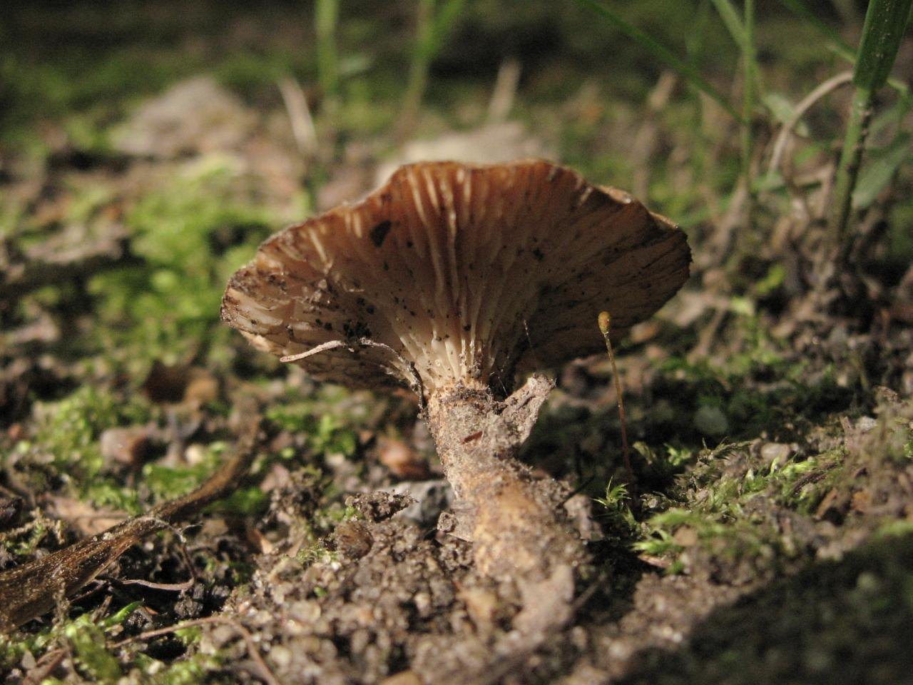 Clitocybe sinopica